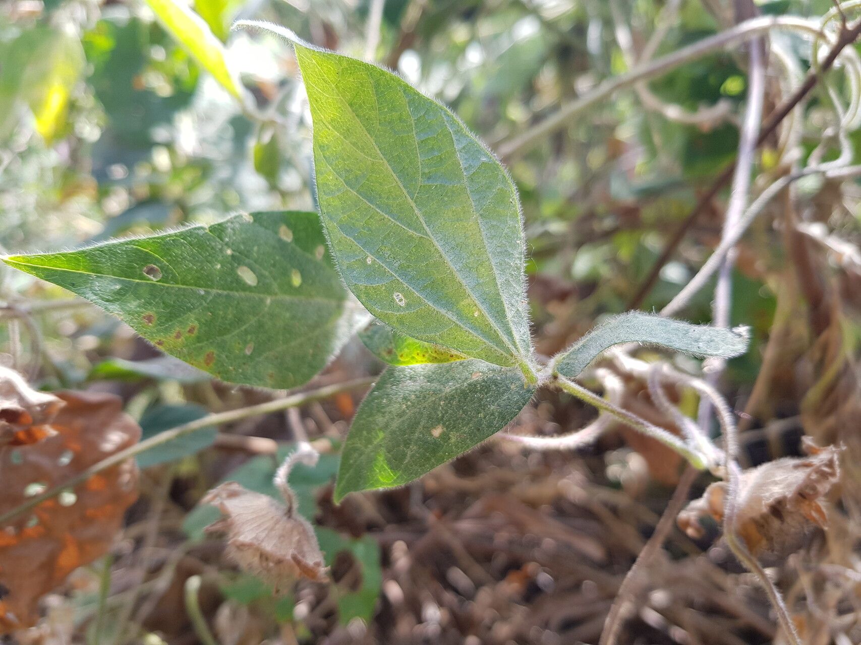 Vigna racemosa — houseplant care guide