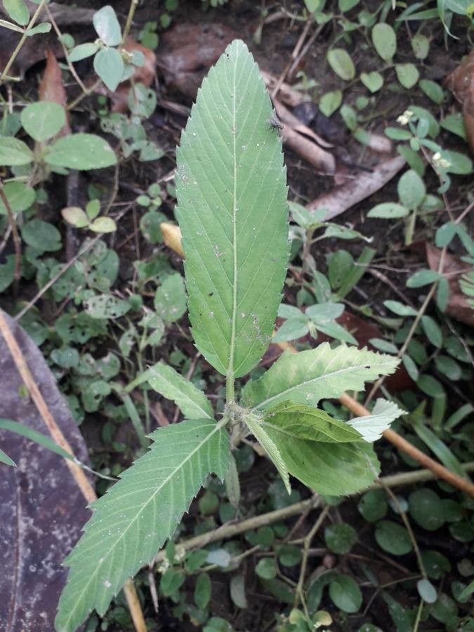 Caperonia palustris — houseplant care guide