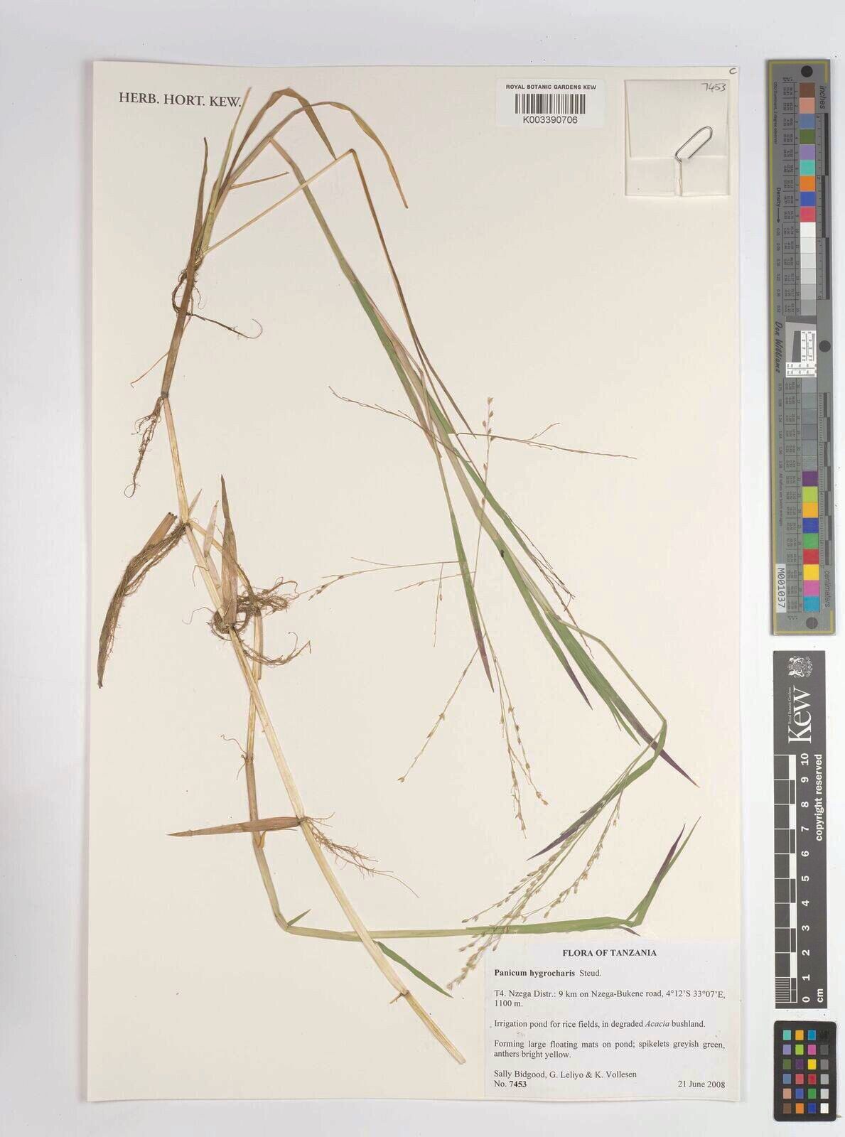 Panicum hygrocharis — houseplant care guide