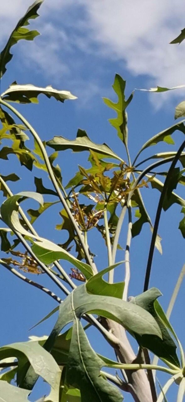 Cussonia paniculata habit