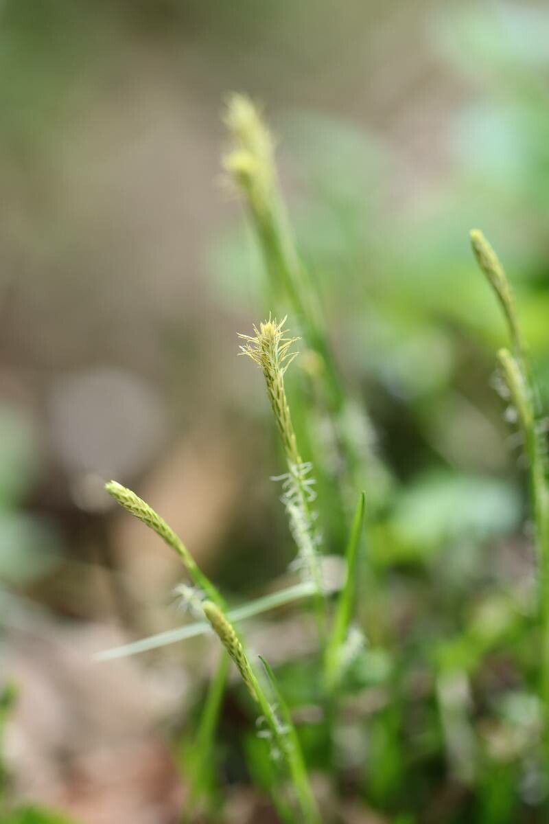 Carex duvaliana — houseplant care guide