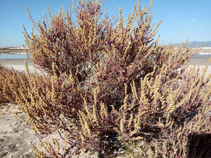 Halocnemum strobilaceum bark