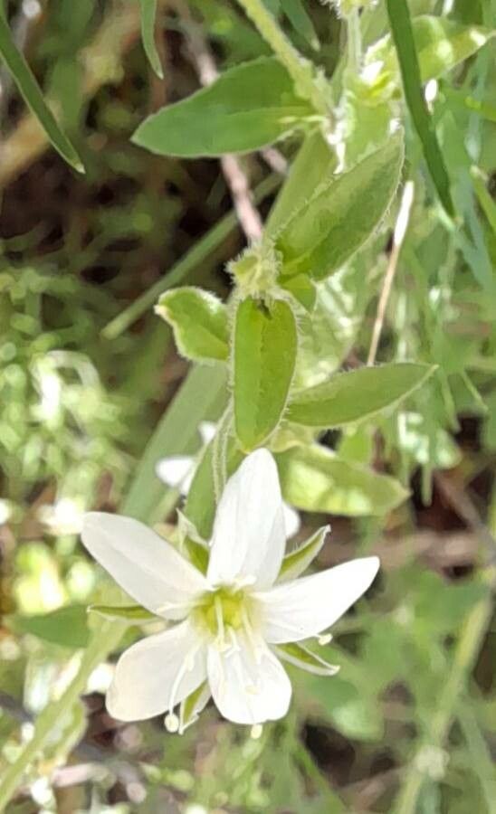 Arenaria catamarcensis — houseplant care guide