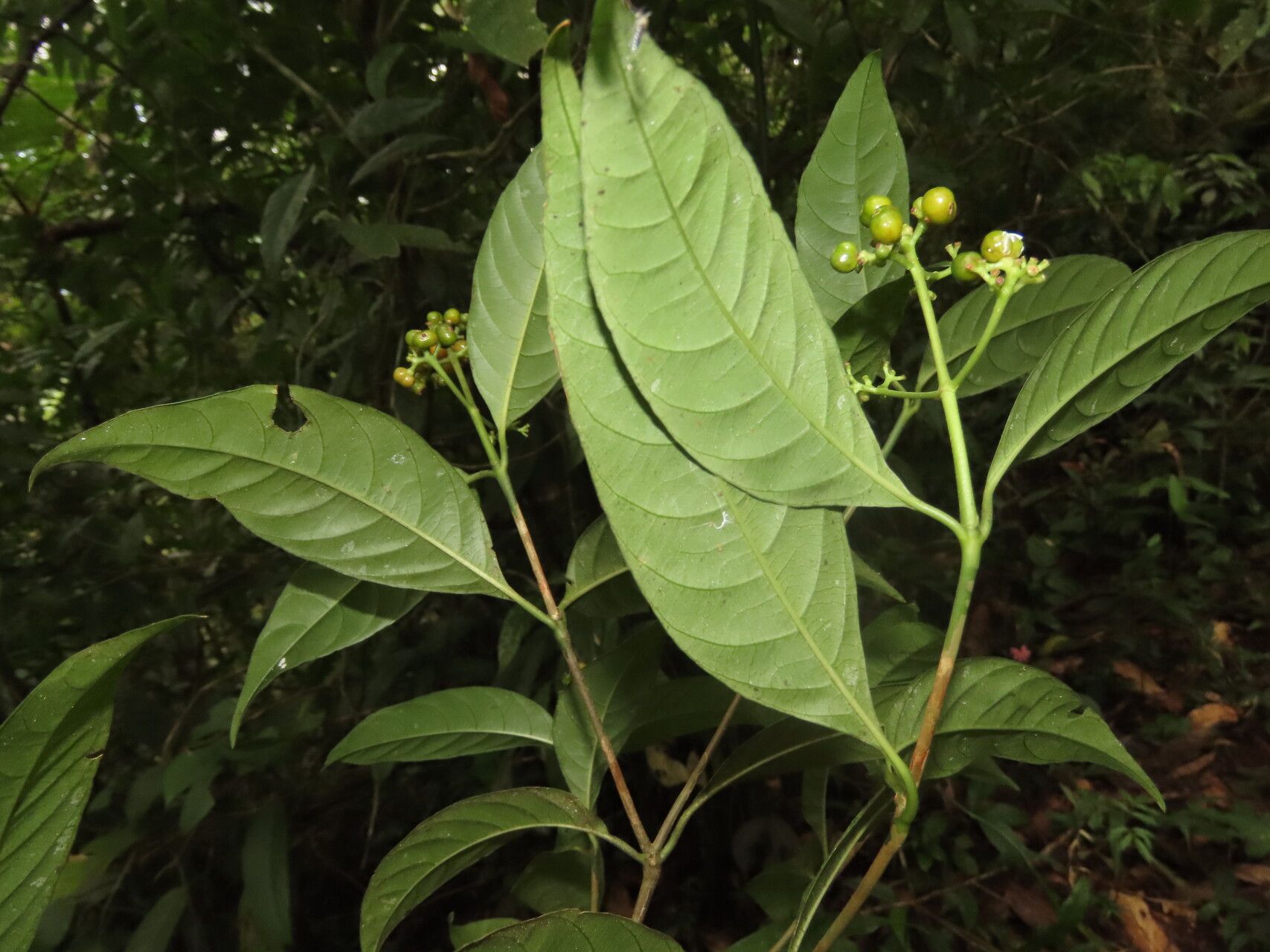Palicourea valeriana leaf