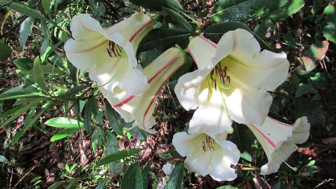 Rhododendron dalhousieae — houseplant care guide