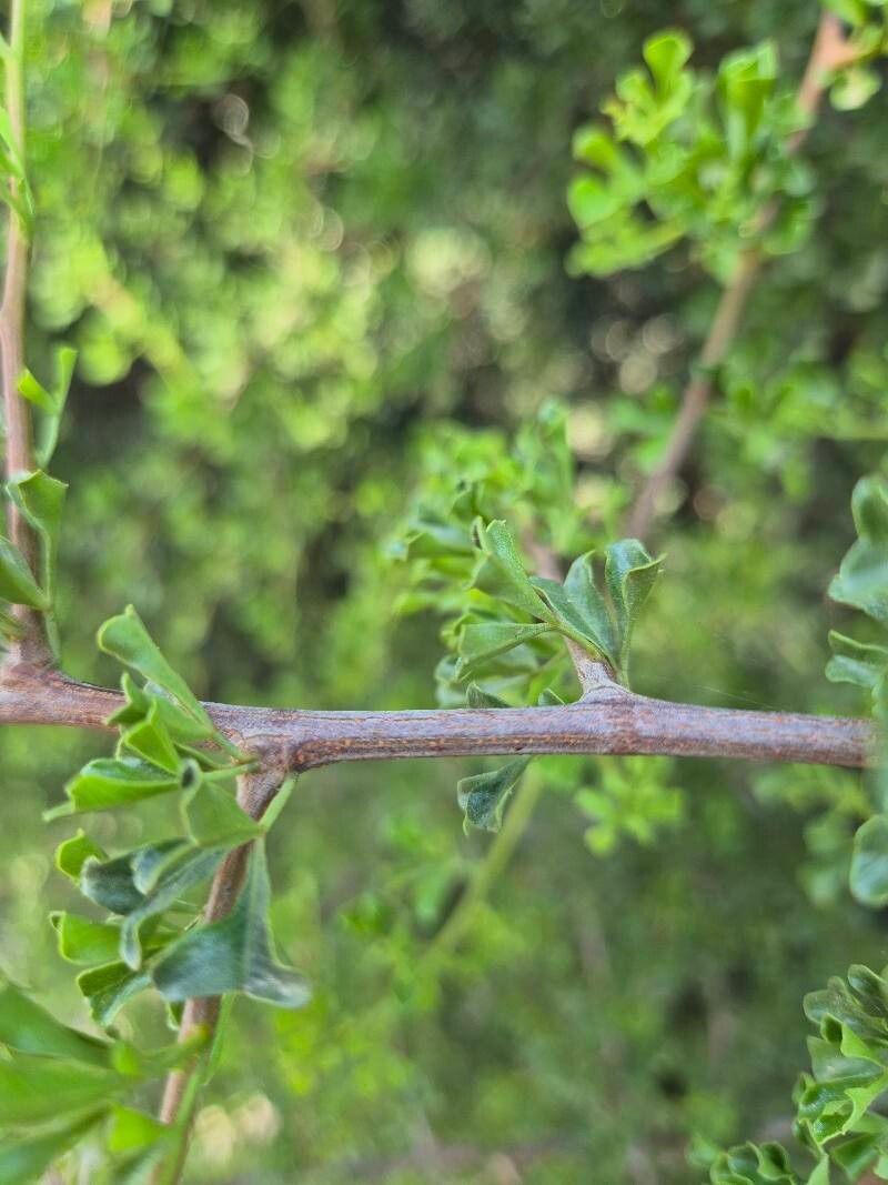 Searsia burchellii bark
