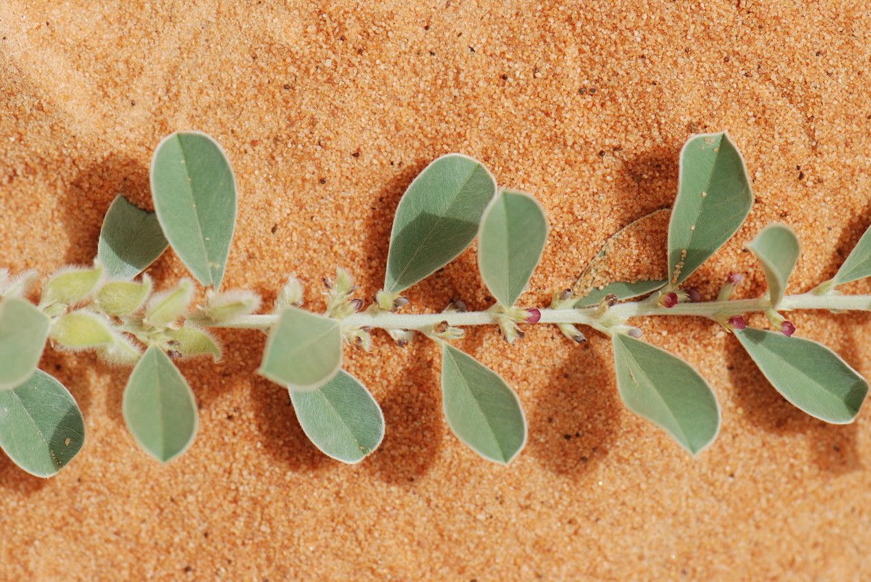 Tephrosia obcordata — search result for 'Tephrosia'