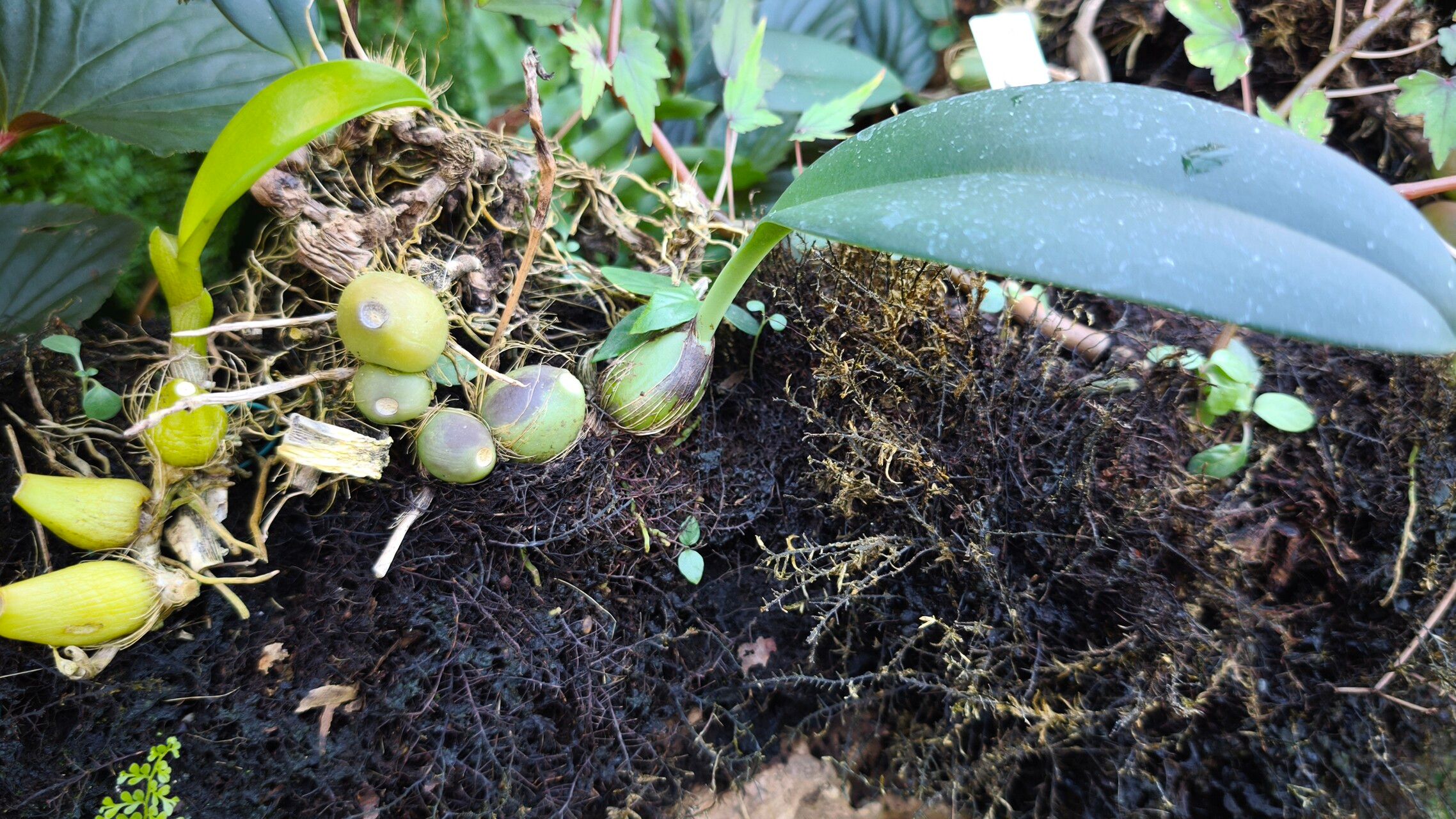 Bulbophyllum macranthum leaf
