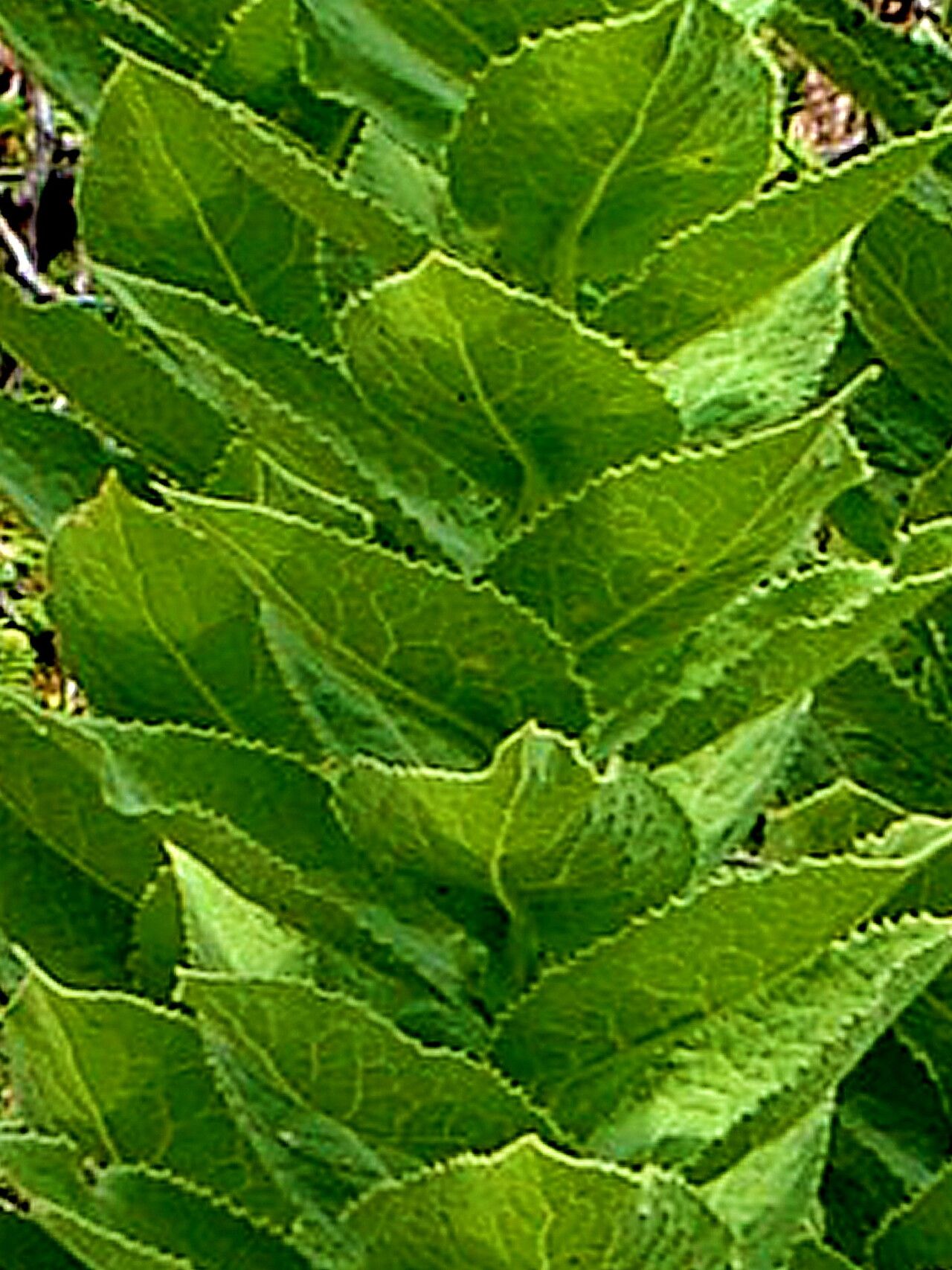 Acourtia moschata — related species from the same genus