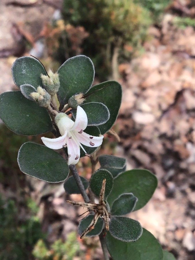Correa alba flower