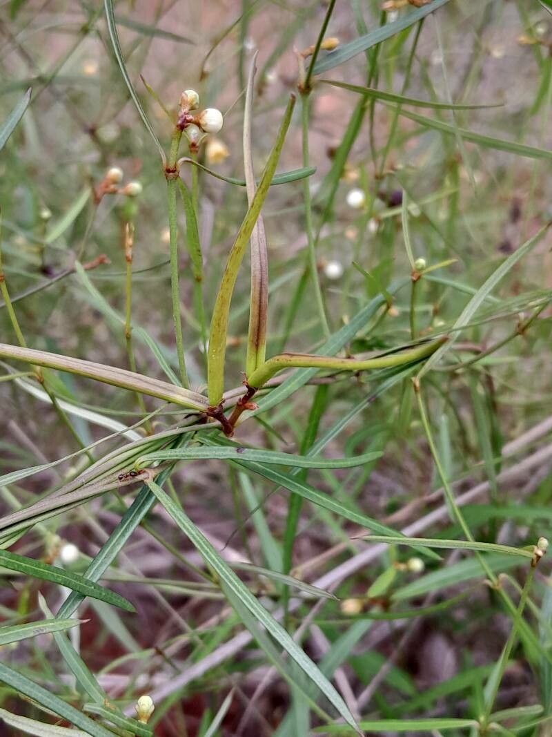 Secamone tenuifolia fruit