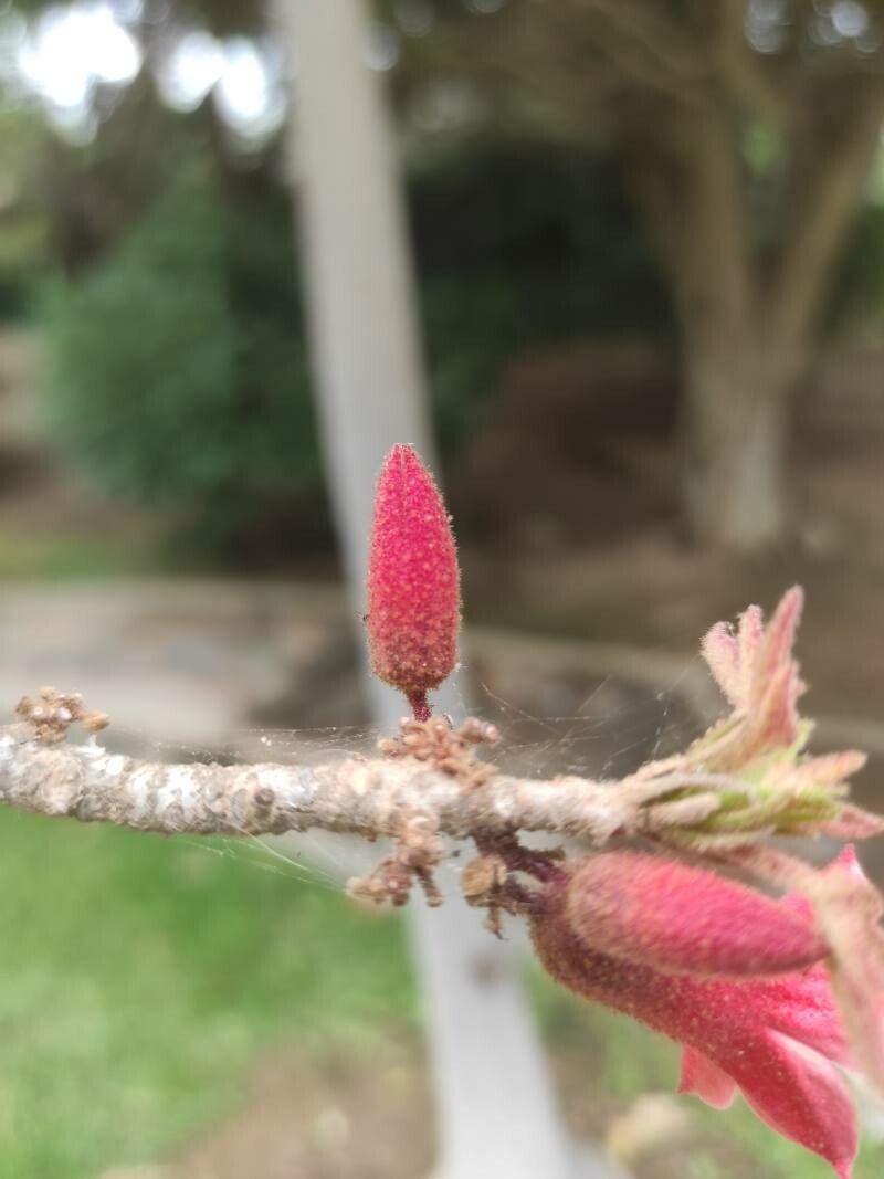 Brachychiton bidwillii fruit