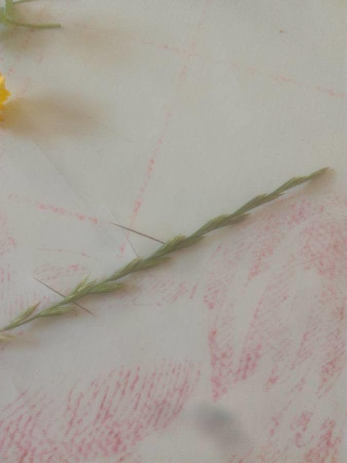 Festuca lachenalii fruit