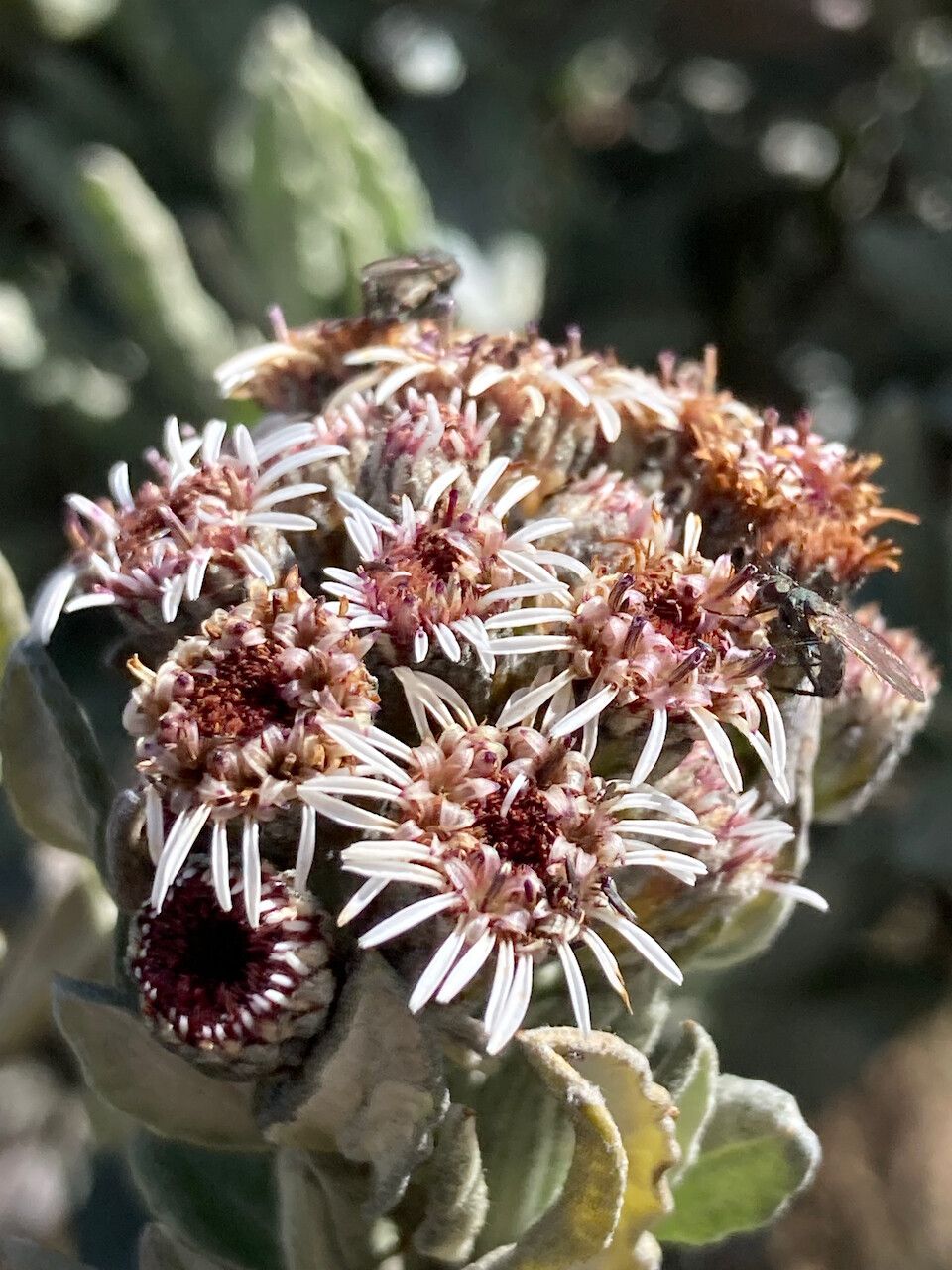 Diplostephium alveolatum flower