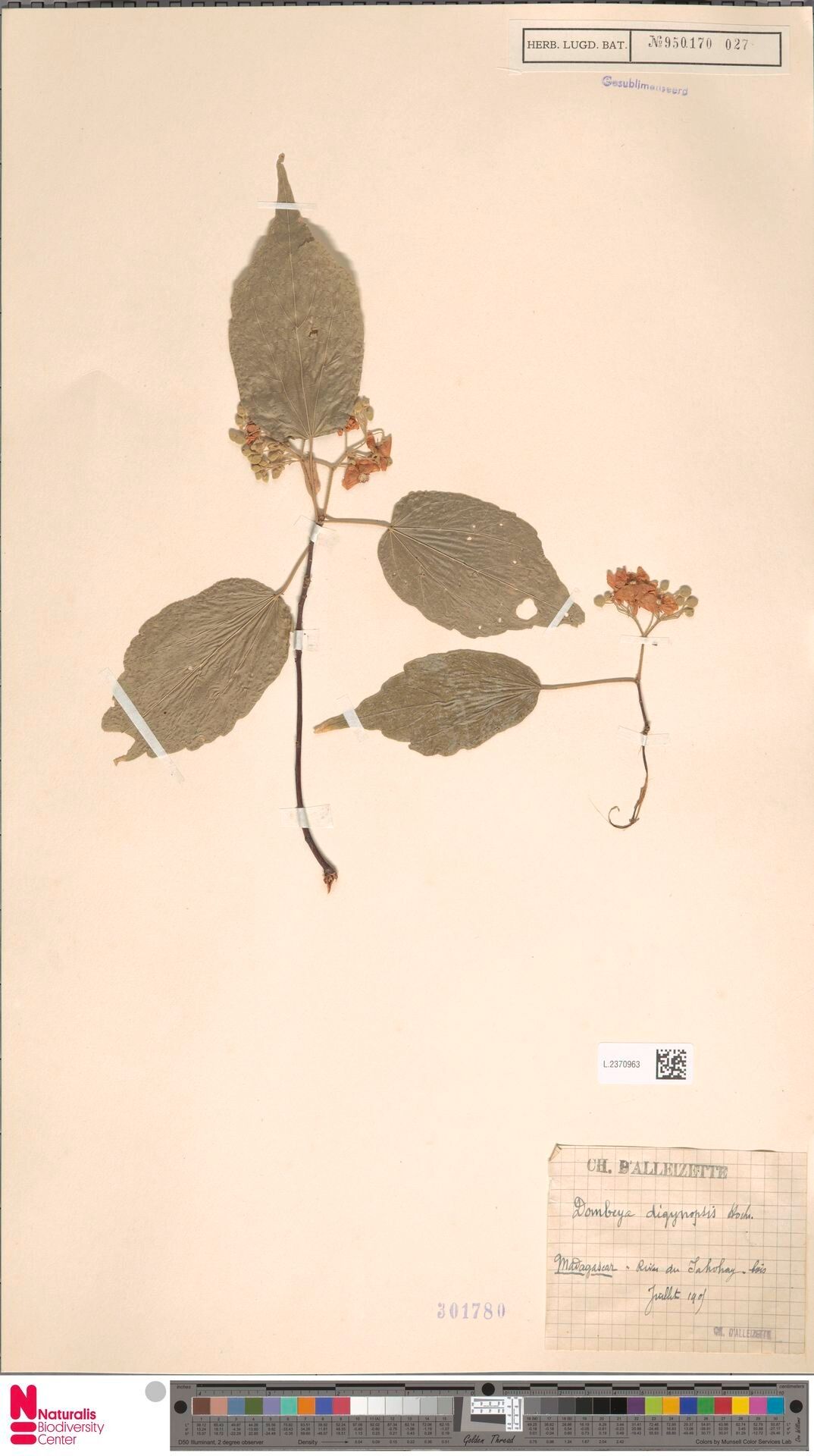 Dombeya digynopsis — houseplant care guide