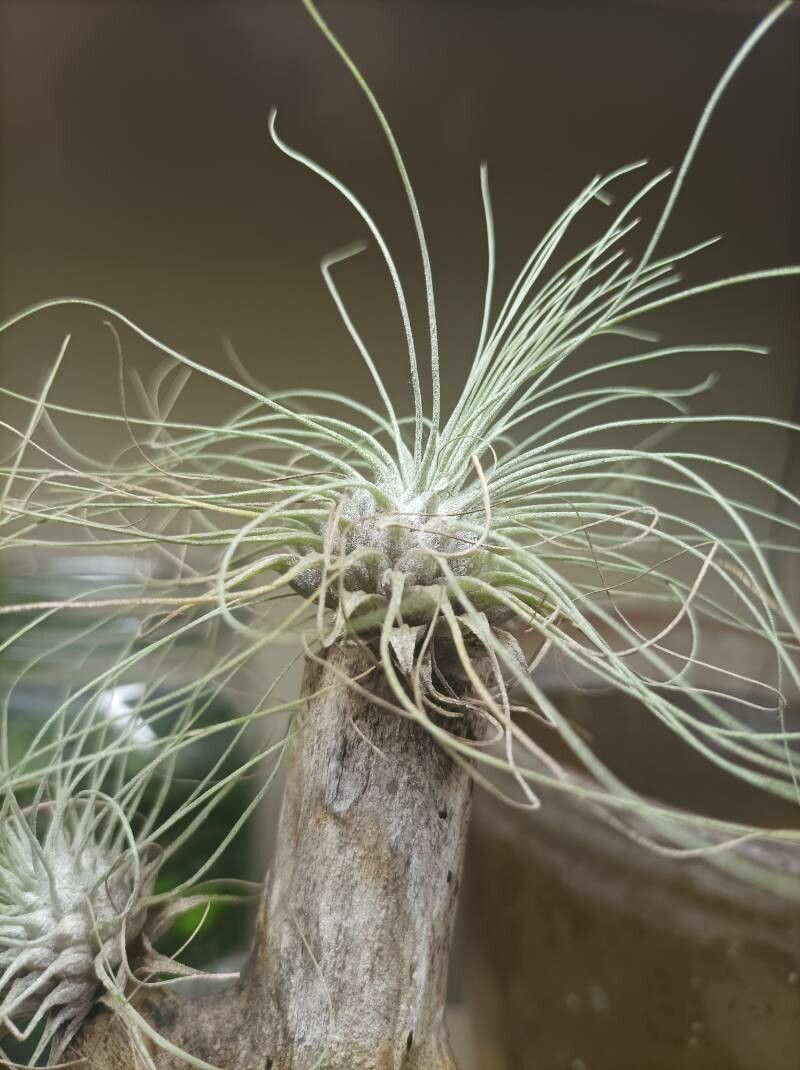 Tillandsia argentea flower