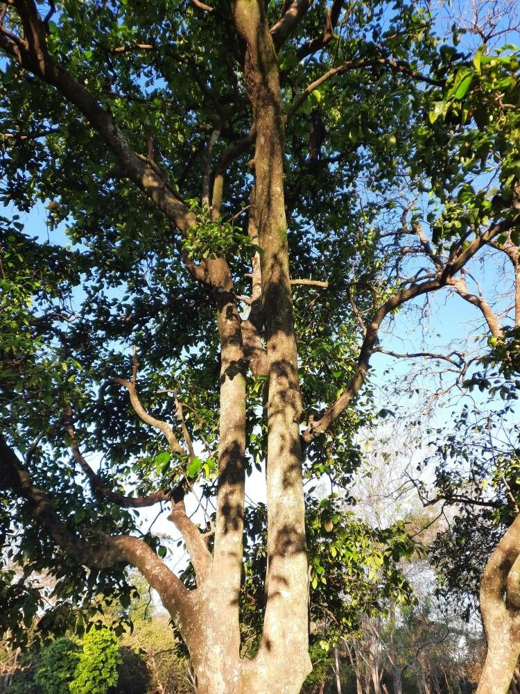 Eugenia noumeensis — search result for 'Eugenia'