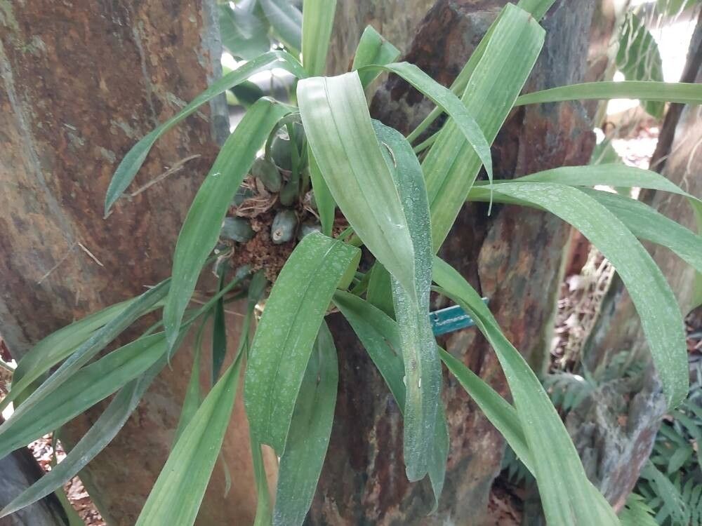 Coelogyne huettneriana — houseplant care guide