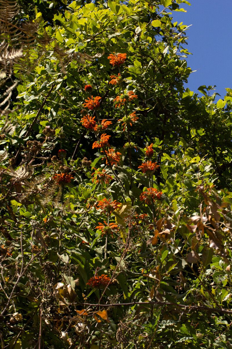 Leonotis decadonta habit