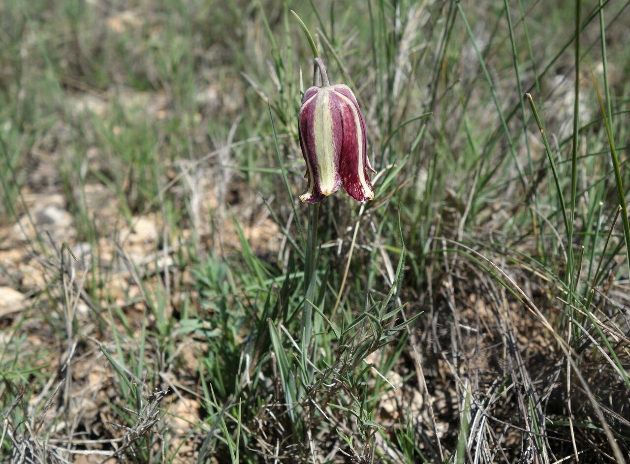 Fritillaria lusitanica flower