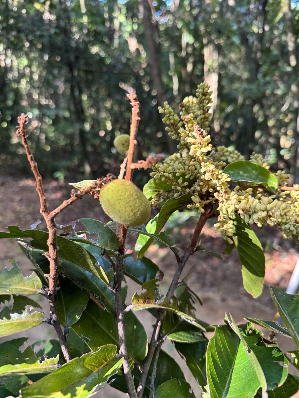 Licania arianeae fruit