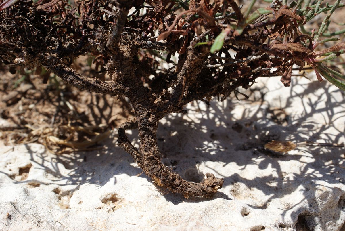 Limonium fontqueri bark