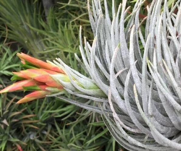 Tillandsia boqueronensis habit
