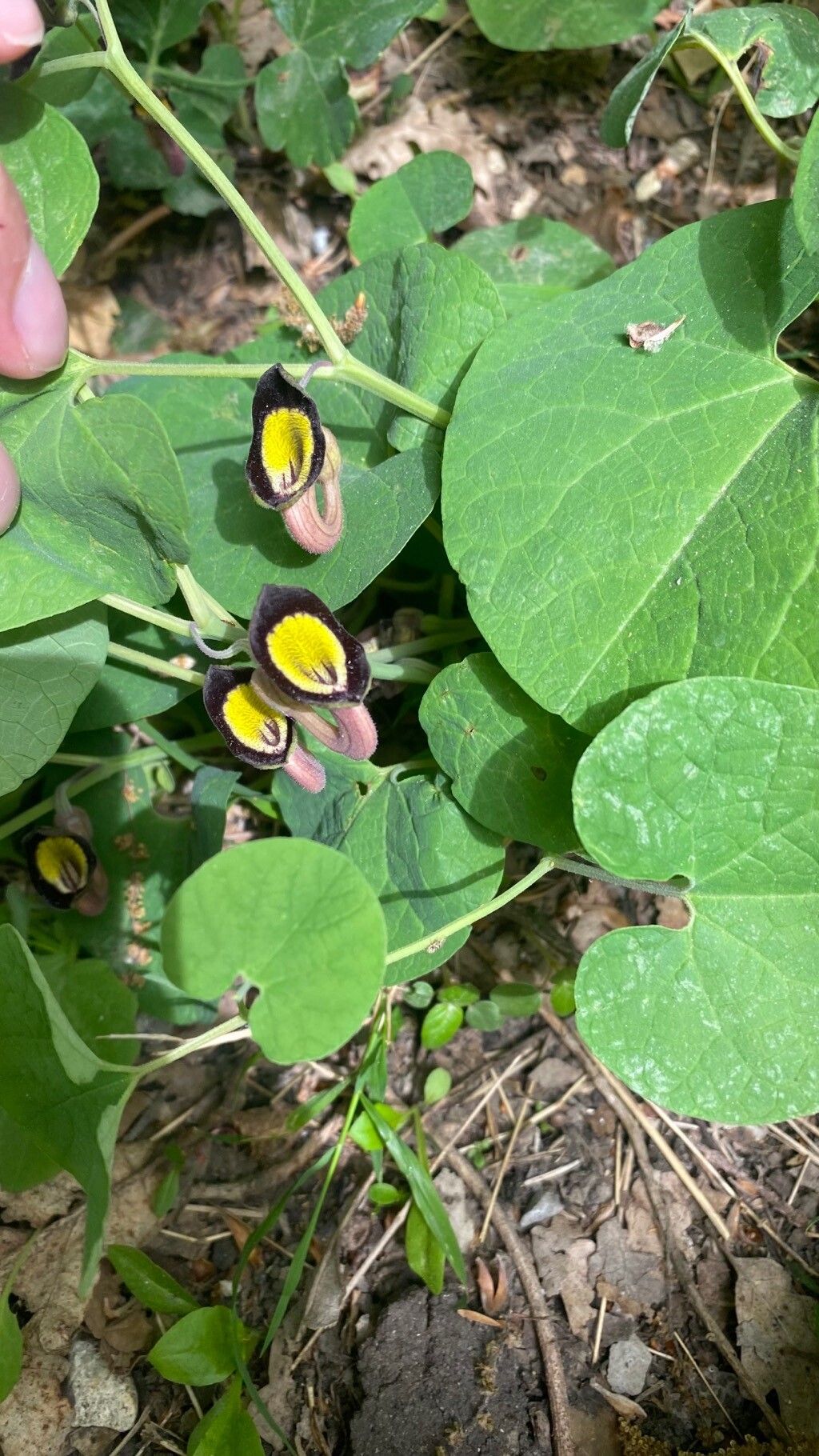 Aristolochia steupii flower