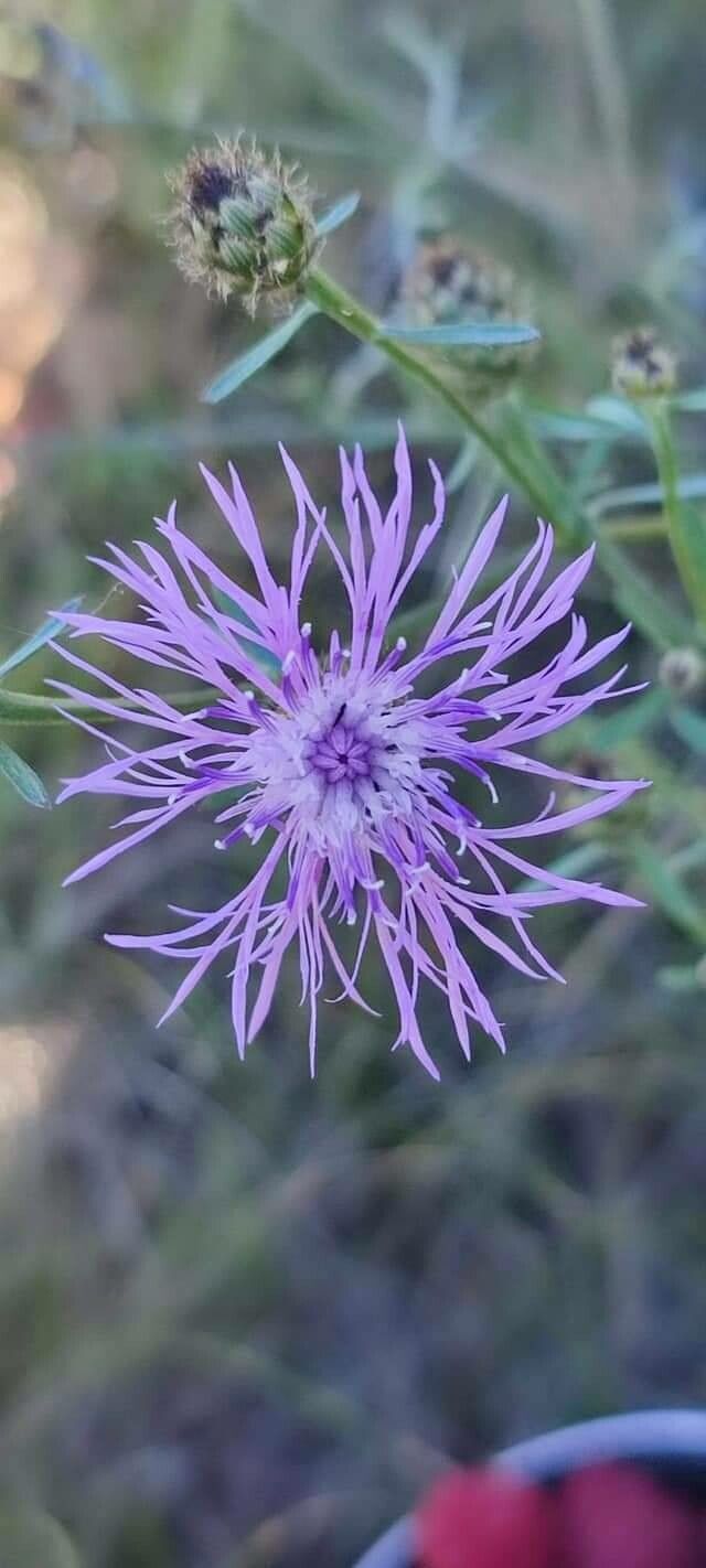 Centaurea stoebe flower
