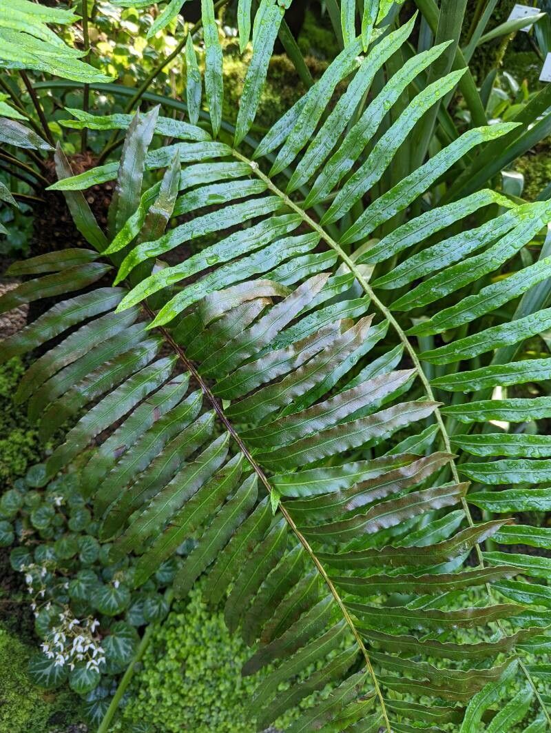 Blechnum tabulare leaf