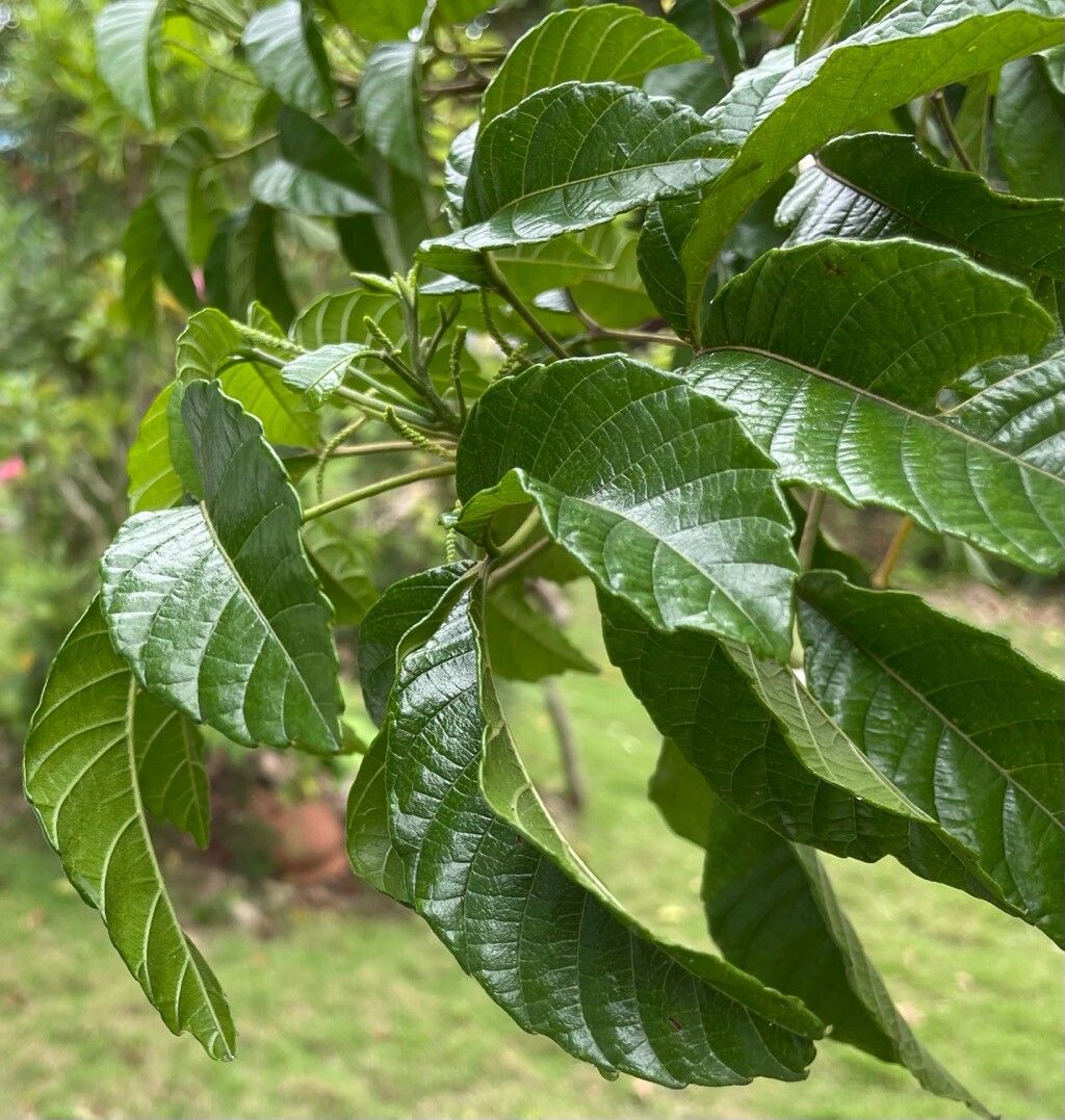 Allophylus cominia leaf