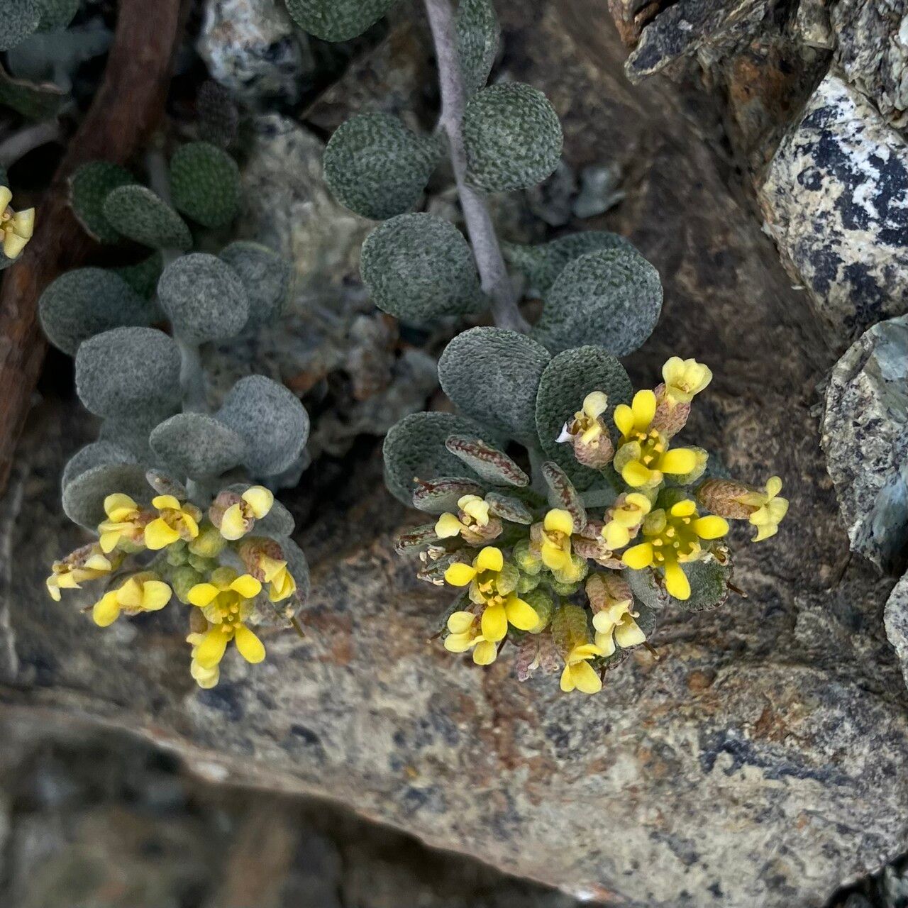 Odontarrhena akamasica — related species from the same genus