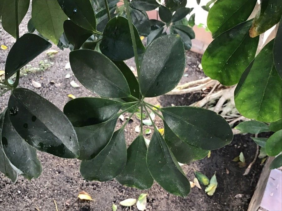 Schefflera heptaphylla — search result for 'Araliaceae'