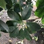 Schefflera heptaphylla