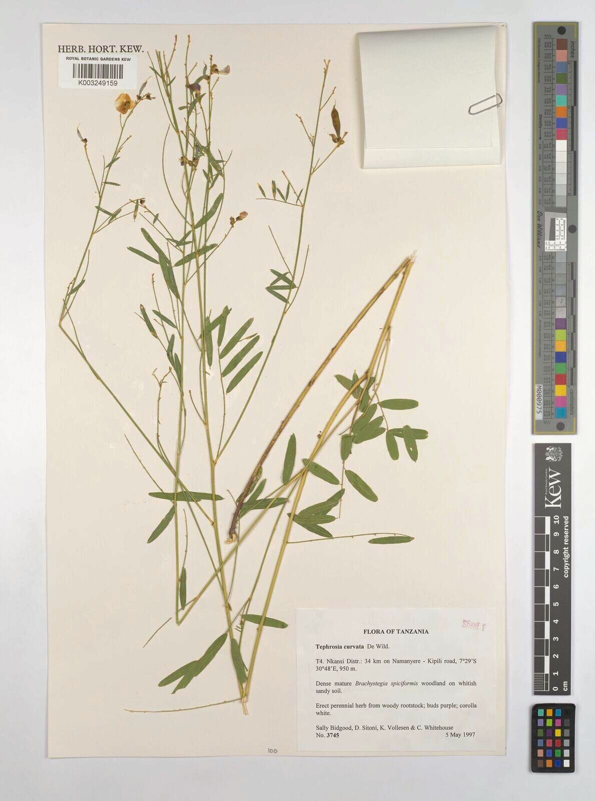 Tephrosia curvata — search result for 'Tephrosia'