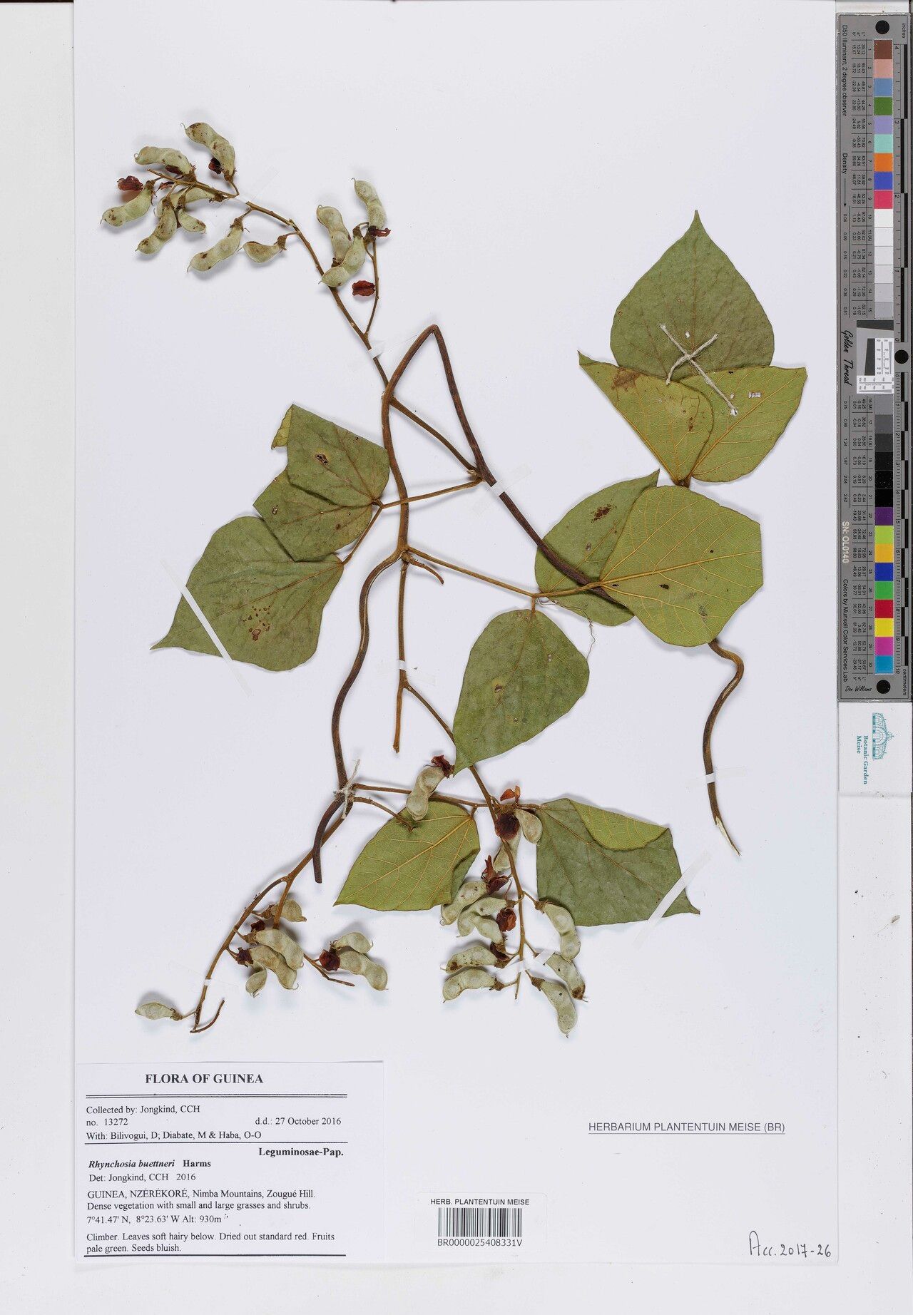 Rhynchosia buettneri — houseplant care guide