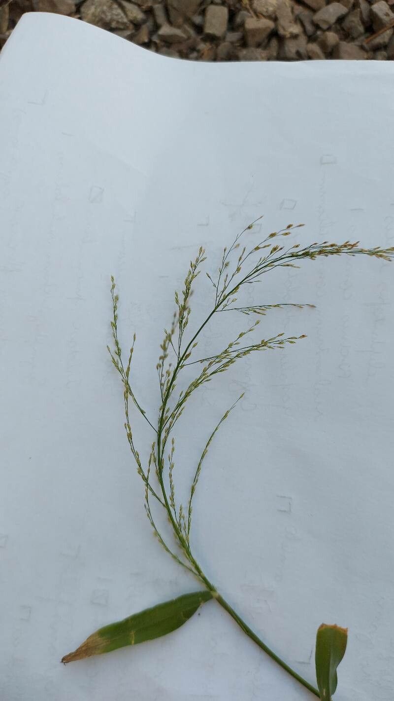Urochloa maxima flower