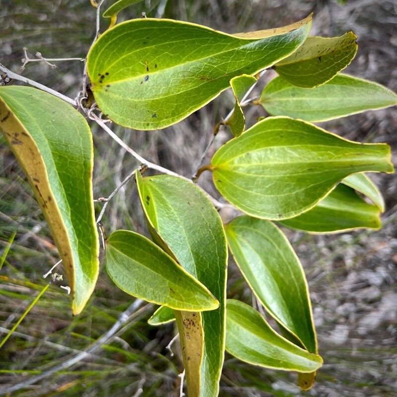 Smilax neocaledonica leaf
