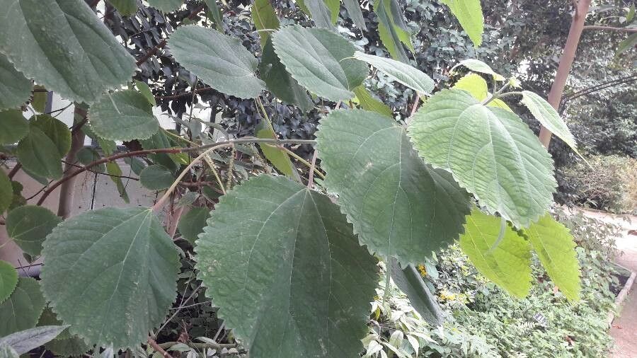 Boehmeria virgata — search result for 'Boehmeria'