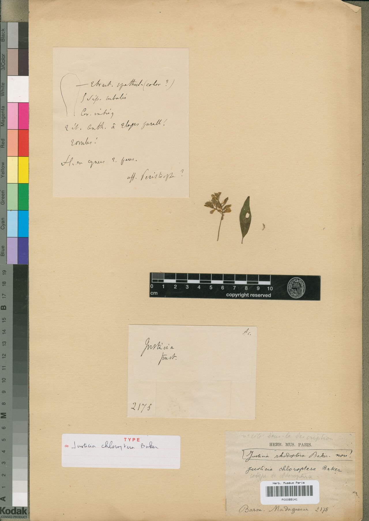 Justicia chloroptera — houseplant care guide