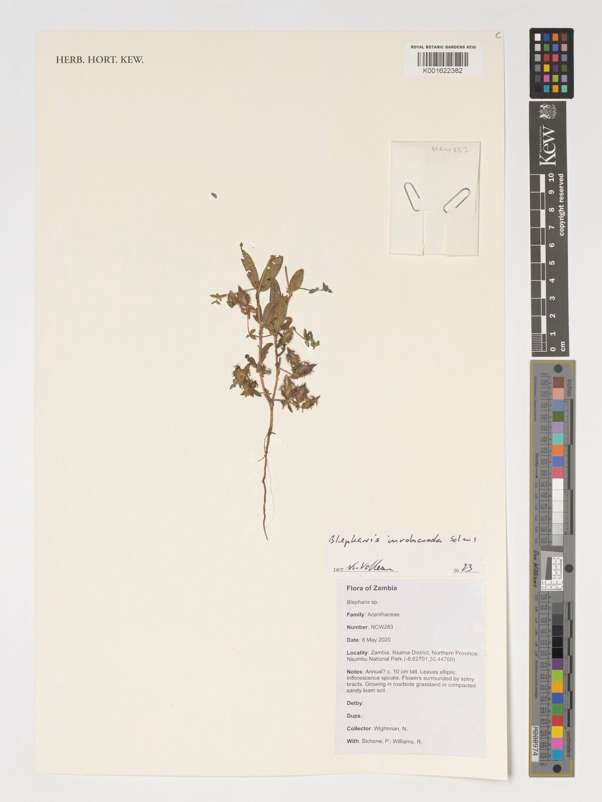 Blepharis involucrata — houseplant care guide