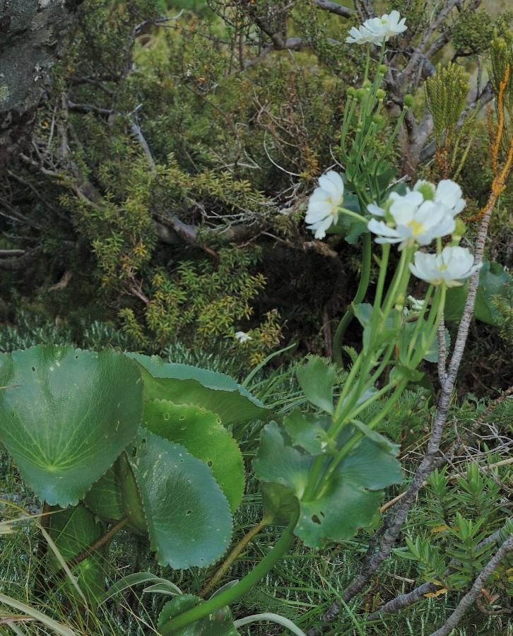 Ranunculus lyallii — houseplant care guide