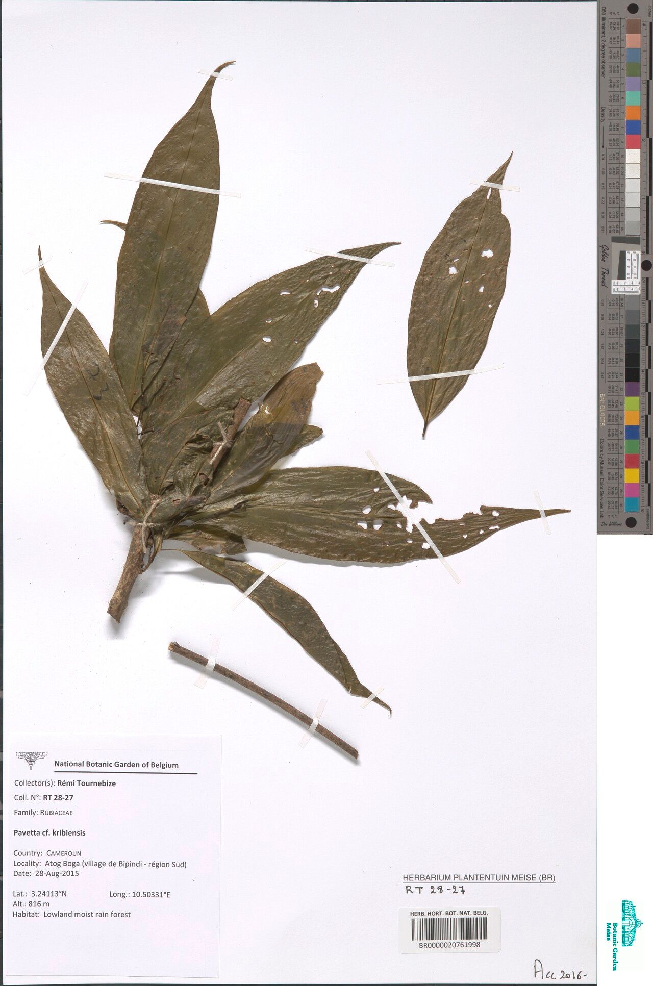 Pavetta kribiensis — houseplant care guide