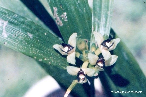 Tropidia viridifusca — houseplant care guide