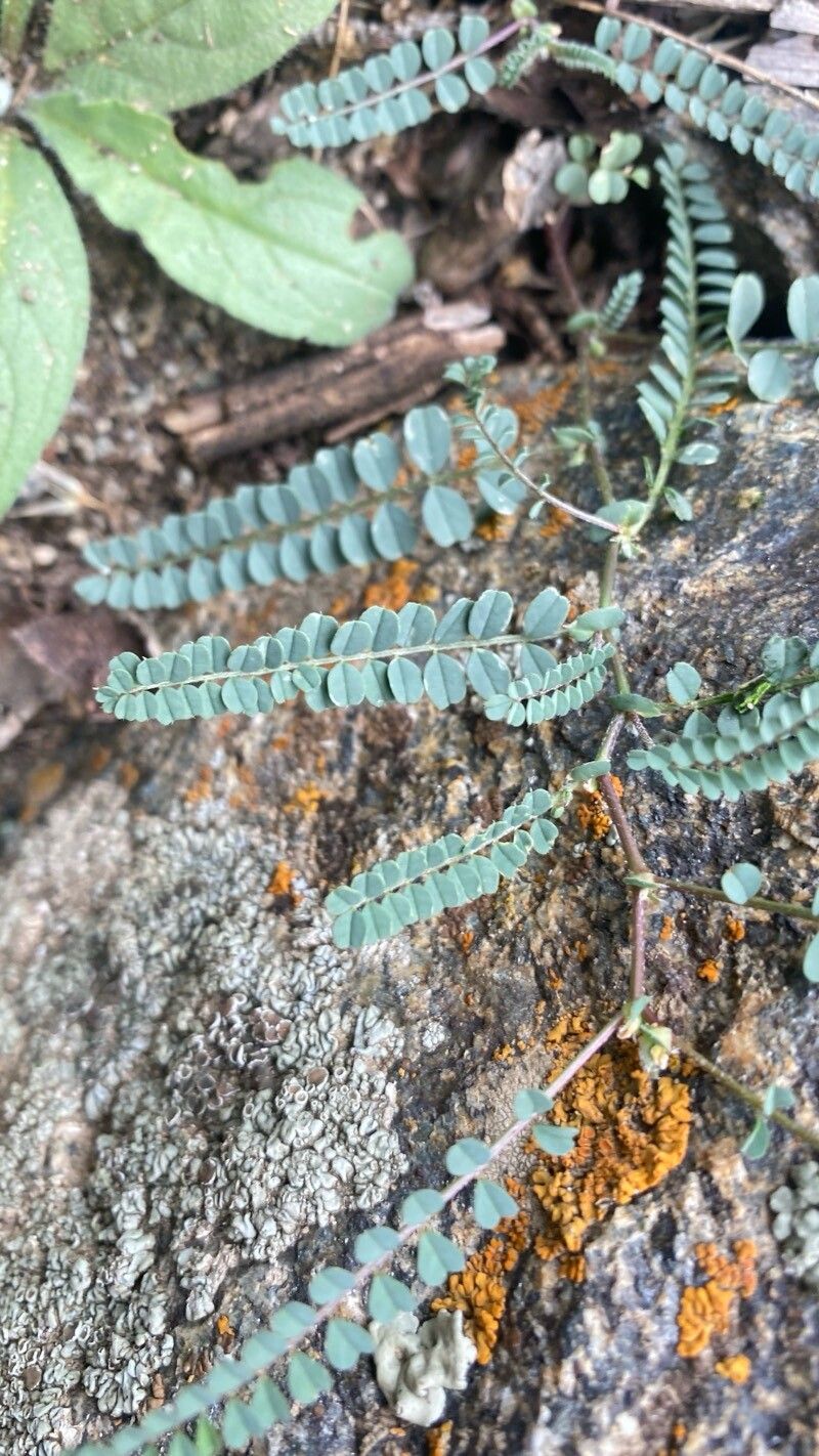 Hedysarum kumaonense leaf