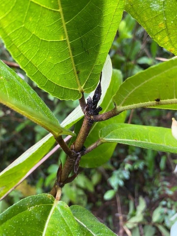Ficus tarennifolia leaf