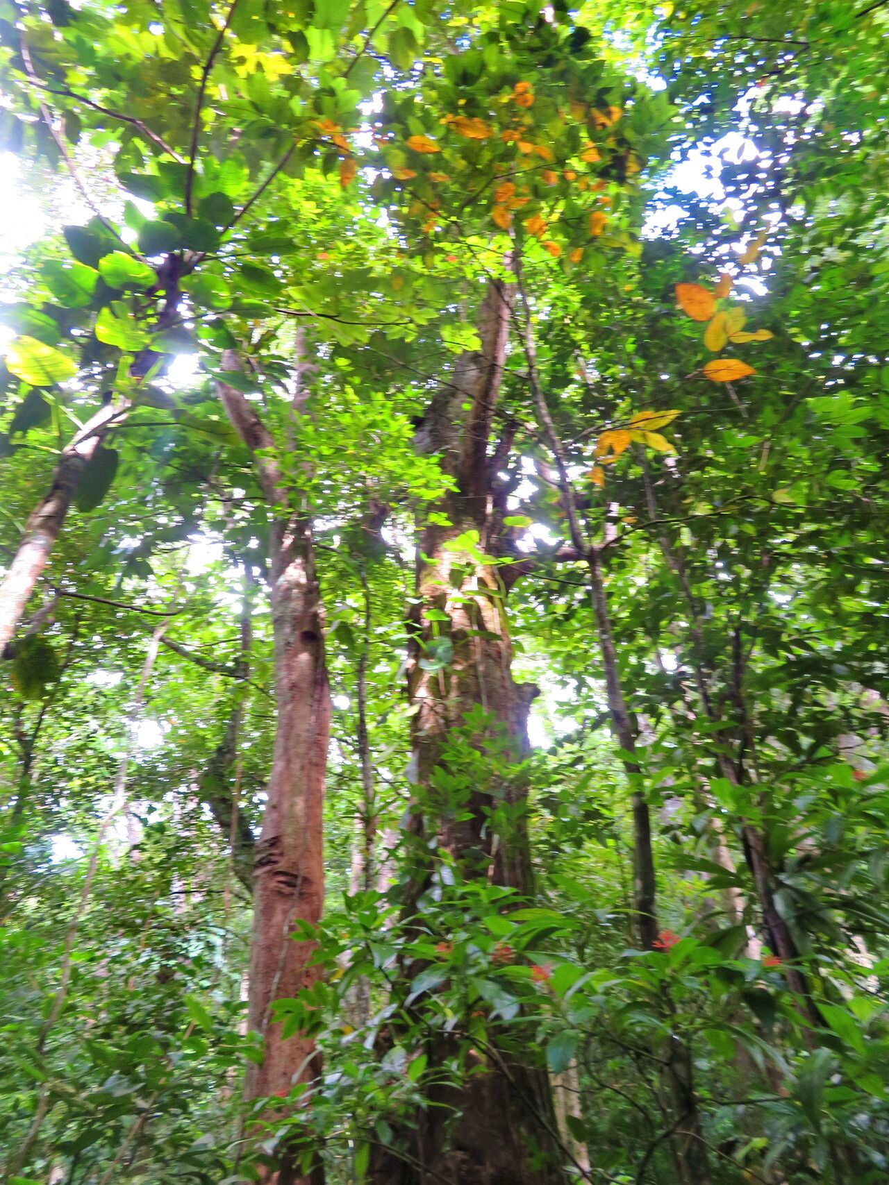 Sloanea caribaea habit