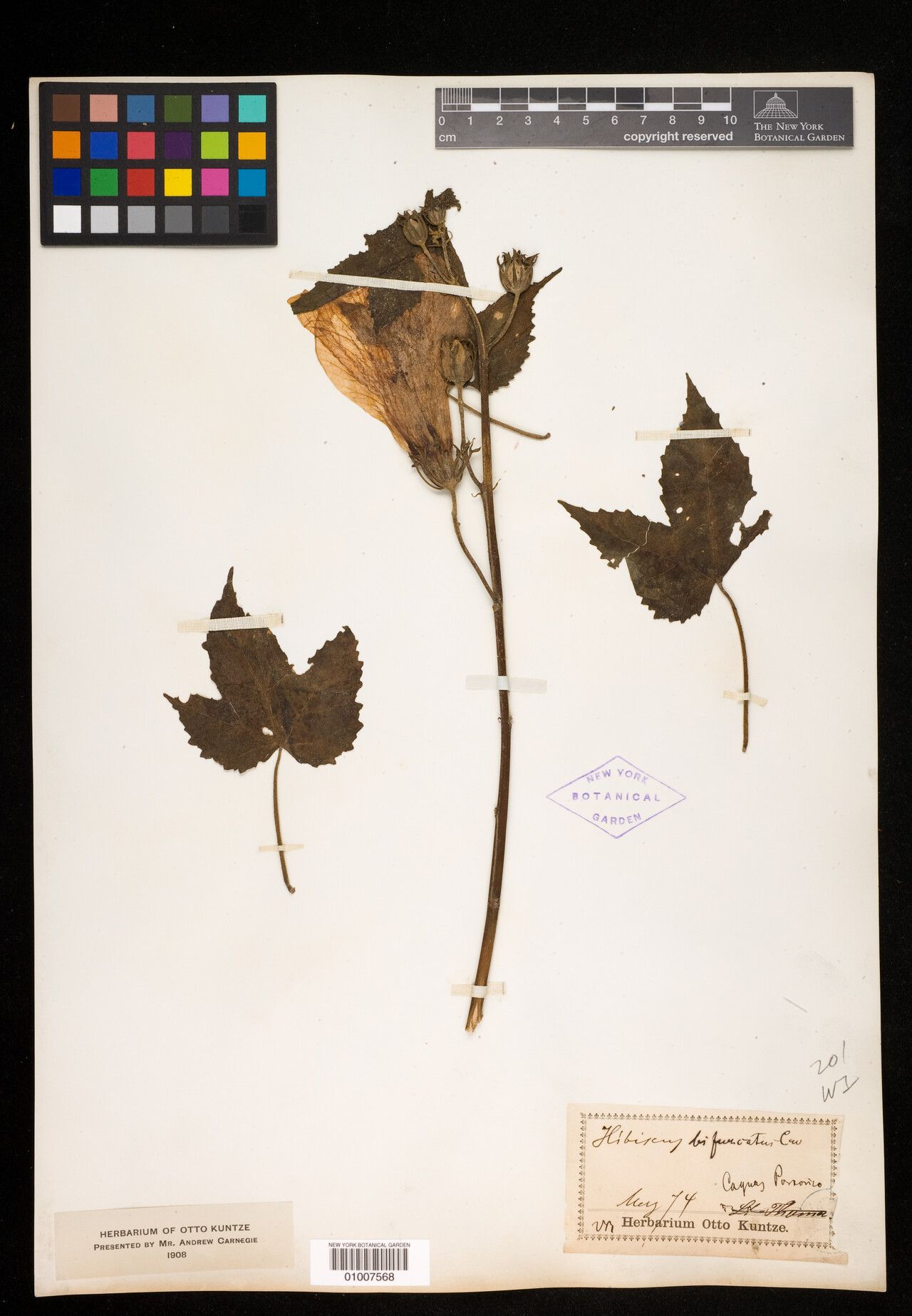 Hibiscus bifurcatus other