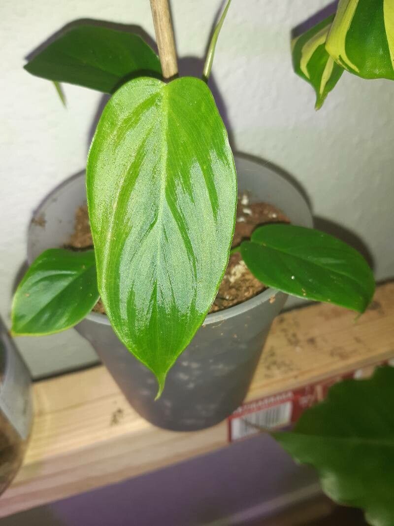 Philodendron tenue — houseplant care guide