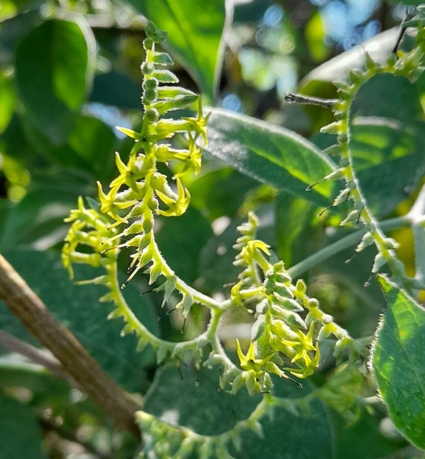 Tournefortia salzmannii flower